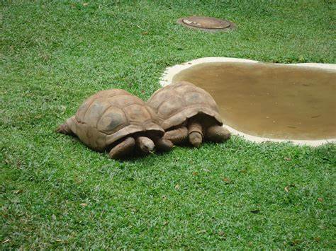 turtles, slow, golf